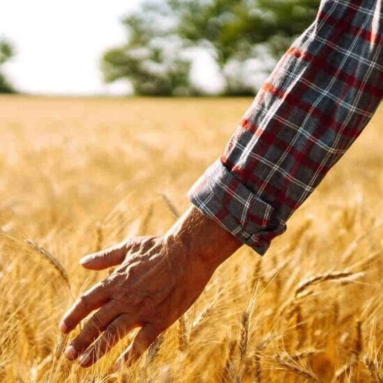 refonte-des-filles-toast